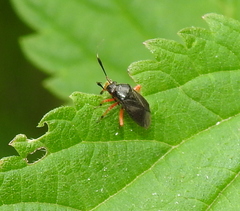 Capsus ater