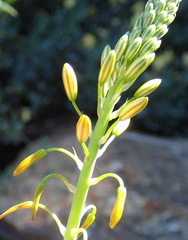 Bulbine succulenta