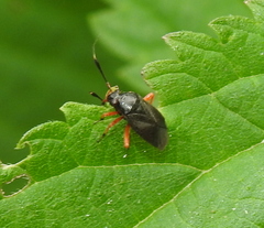 Capsus ater
