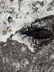 Triatoma gerstaeckeri