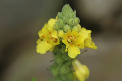 Verbascum thapsus thapsus