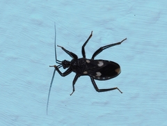 Acanthaspis