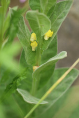 Verbascum thapsus thapsus