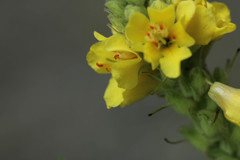 Verbascum thapsus thapsus