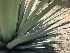 Agave applanata