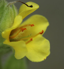 Verbascum thapsus thapsus