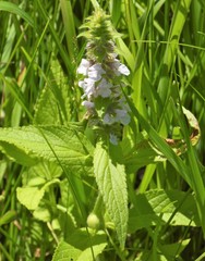 Stachys pilosa