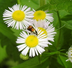Nemophora fasciella