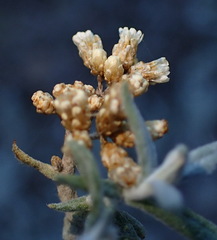 Helichrysum rosum