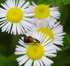Nemophora fasciella