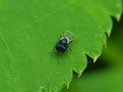Cratomus