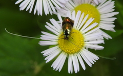 Nemophora fasciella