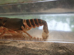 Cambarus obstipus