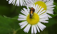 Nemophora fasciella