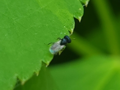 Cratomus