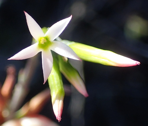 Adromischus triflorus (Adromischus triflorus)