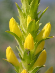 Orthocarpus luteus
