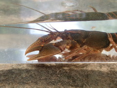 Cambarus obstipus