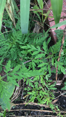 Ambrosia artemisiifolia