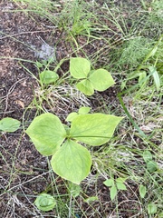 Trillium grandiflorum