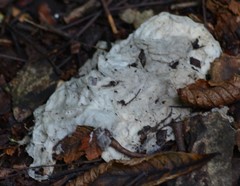 Fungi