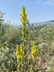 Orthocarpus luteus