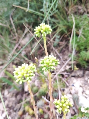 Petrosedum sediforme