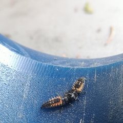 Harmonia axyridis