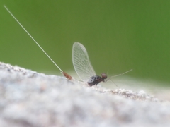 Takobia muticus