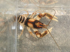 Cambarus clairitae