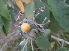 Solanum