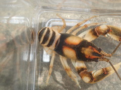 Cambarus clairitae