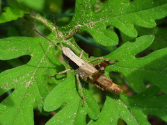 Chloealtis conspersa