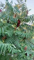 Rhus typhina
