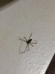 Smeringopus pallidus