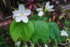 Bauhinia acuminata