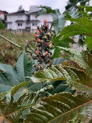 Ricinus communis