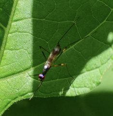 Rainieria antennaepes
