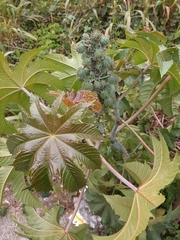 Ricinus communis