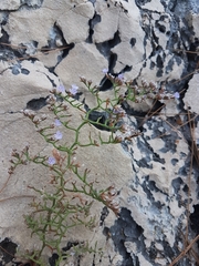 Limonium cancellatum