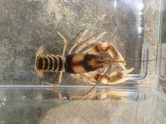 Cambarus clairitae