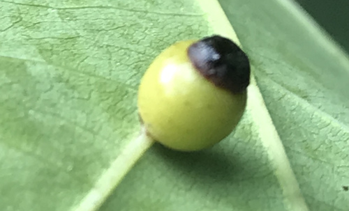 Kokkocynips rileyi