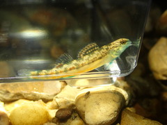 Etheostoma cyanoprosopum