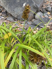 Carex macrocephala