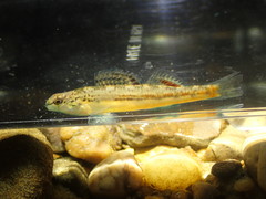 Etheostoma cyanoprosopum