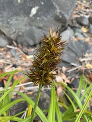 Carex macrocephala