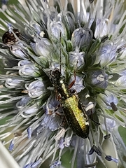 Chrysanthia viridissima
