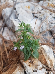 Chaenorhinum litorale