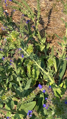 Anchusa officinalis