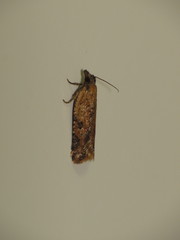 Constrictana constrictana